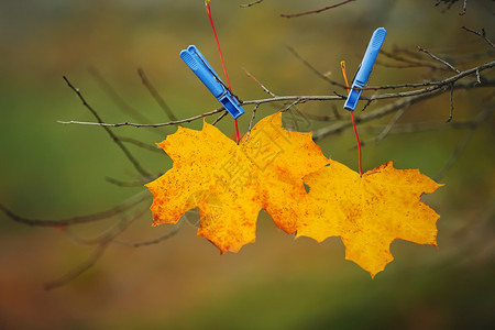 黄色叶子在公园中系紧衣帽秋天背景黄色叶子在公园中系紧衣垫秋天背景图片