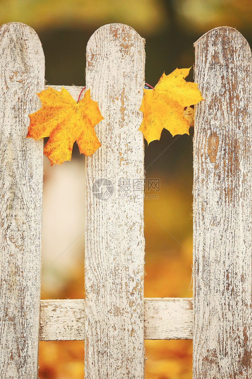 白木栅栏上面有黄叶秋色背景有选择焦点图片