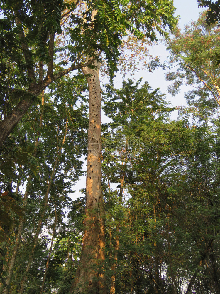 山丘洞名利老虎保留地萨姆印亚图片