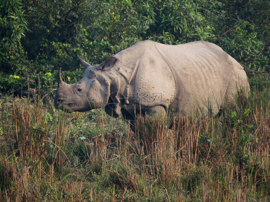 印度犀牛独立卡兹兰加公园卡萨姆印地亚图片