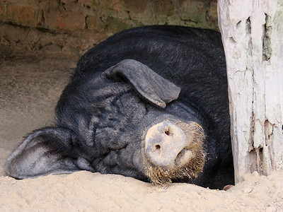 睡觉的黑色猪图片