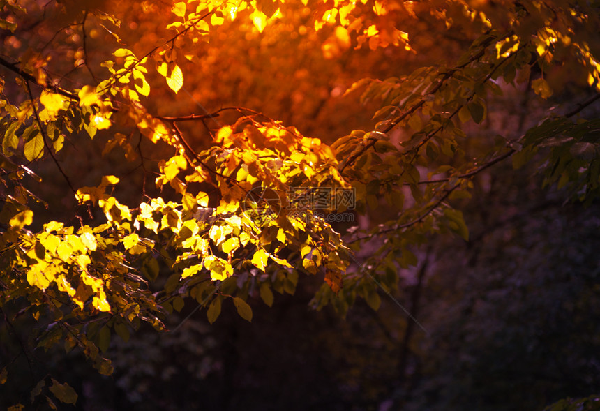秋天森林树枝上的叶子图片