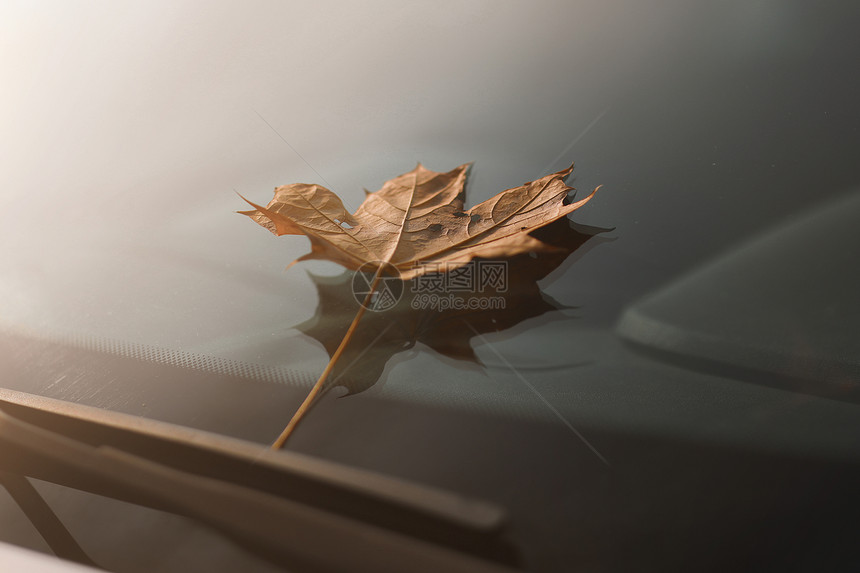汽车挡风玻璃上的秋叶图片