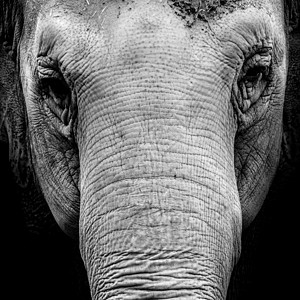 黑白大象肖像图片