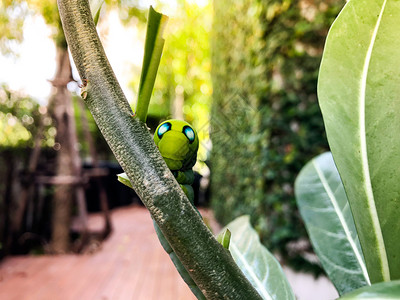 菜鸟霍克莫特或达夫尼斯纳里伊的绿色毛虫,在室内花园里有蓝点吃树叶植物。背景图片