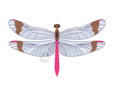蜻蜓白色白色背景上隔离的平板风格龙尾象图标打印模板网站络和移动电话应用程序的设计元素矢量说明白背景上隔离的平板风格矢量龙尾象图标背景