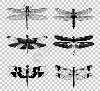 蜻蜓白色在透明背景上隔开的黑龙尾图标矢量说明黑龙尾图标在透明背景上隔开的矢量背景