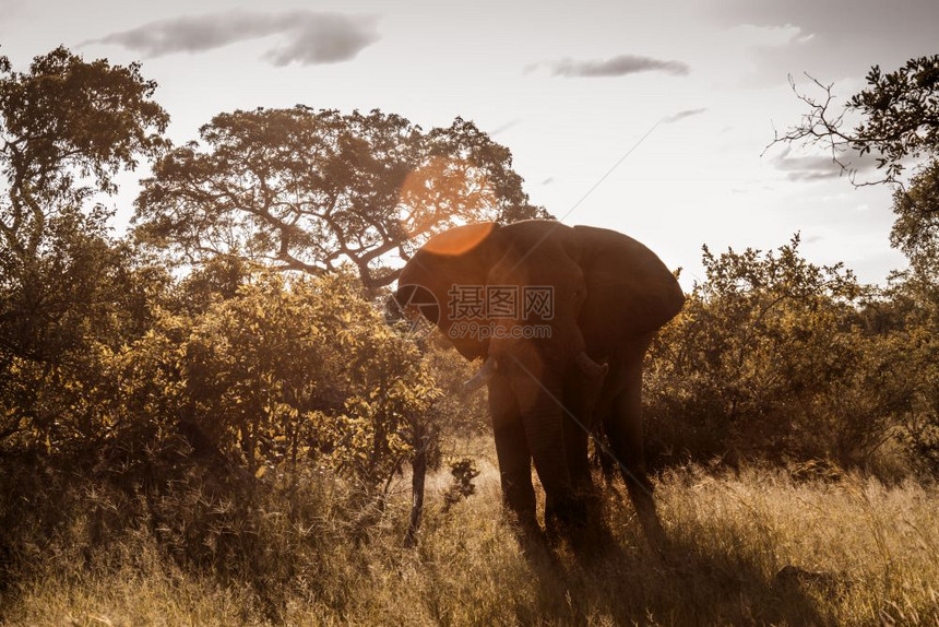 非洲灌木大象在南非洲Kruge公园的背面大象非洲家庭南Kruge公园的非洲灌木大象图片