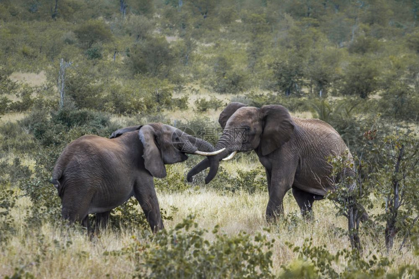 南非洲Kruge公园的两头非洲灌木大象的非洲家庭图片