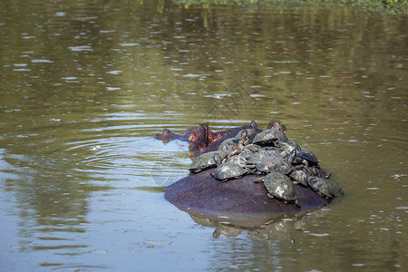 在非洲南部的Kruge公园河马和乌龟的家庭图片