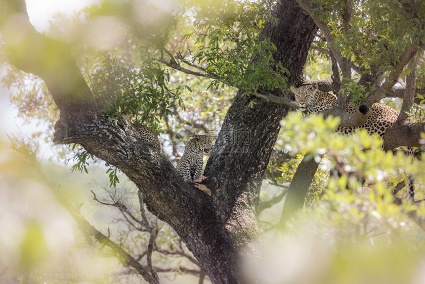 南非洲Kruge公园一棵树上两只幼崽的雌豹非洲南部Kruge公园的felida的SpciPanthrdus家庭图片