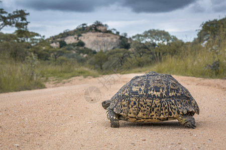 乌龟运动在非洲南部的Kruge公园中横越草地砂砾路非洲南部的Kruge公园中横渡草地的乌龟非洲南部的Bestudiae的Spcistgm背景