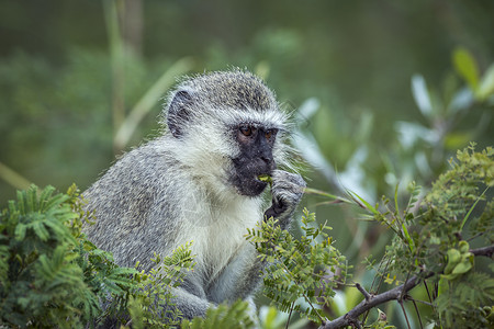 尾蚴在非洲南部的Kruge公园里吃着一些叶子的动脉猴非洲南部的ceropitheda杂草木小马非洲南部的Kruge公园里的动脉猴子背景