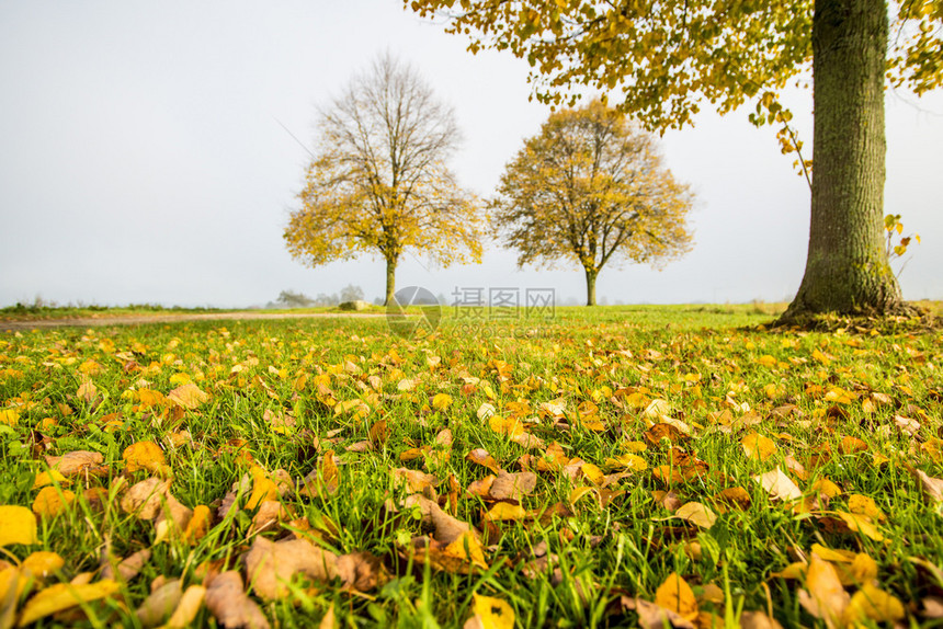 秋天在草原上涂着秋色的树叶其背景是木图片
