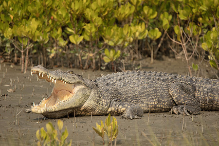 全职猎人西索鳄鱼大鼠太阳西贝格尔印地安群岛背景
