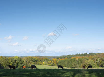 绿草地秋天林附近有奶牛在蓝天下落豪华的切特纳奇克附近背景图片