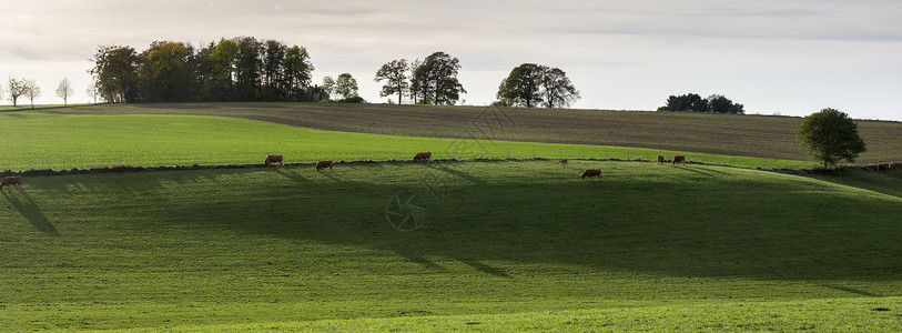 黄牛在森林草地上图片
