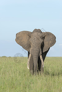 非洲大象马赛拉非洲图片