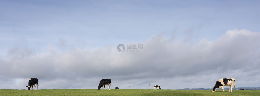 在绿草地放牧的奶牛图片