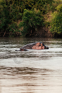 河马在热带雨林的河中浸泡图片