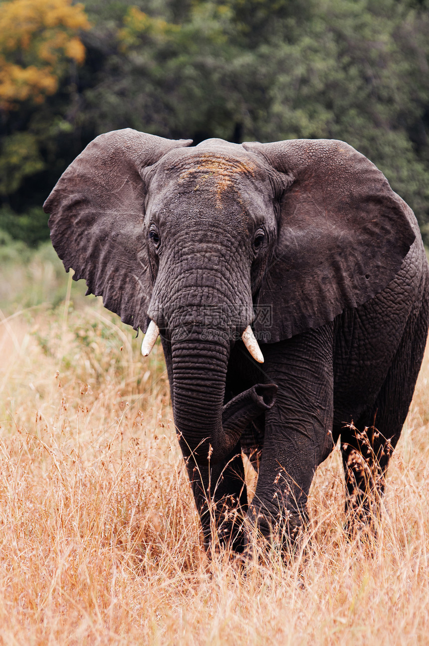 在金草地的非洲大象在古鲁米蒂保留地在坦那的桑伦盖蒂热带草原森林非洲野生动物考察旅行图片