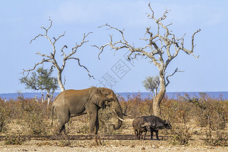 非洲大象和水牛图片