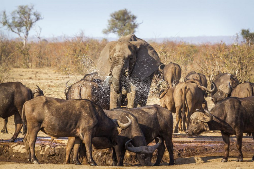 大象非洲家庭灌木大象南部Kruge公园图片