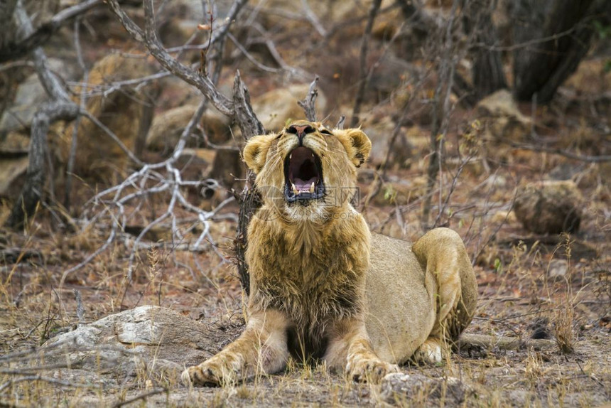felida狮子非洲图片