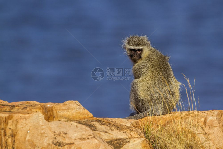 Cercopitheda非洲南部Kruge公园的动脉猴子图片