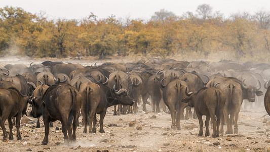 位于非洲南部Kruge公园的非洲水牛高清图片
