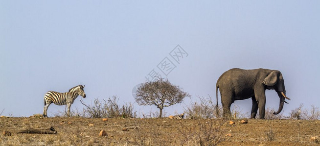非洲南部kruge公园的斑马平原和非洲灌木大象图片