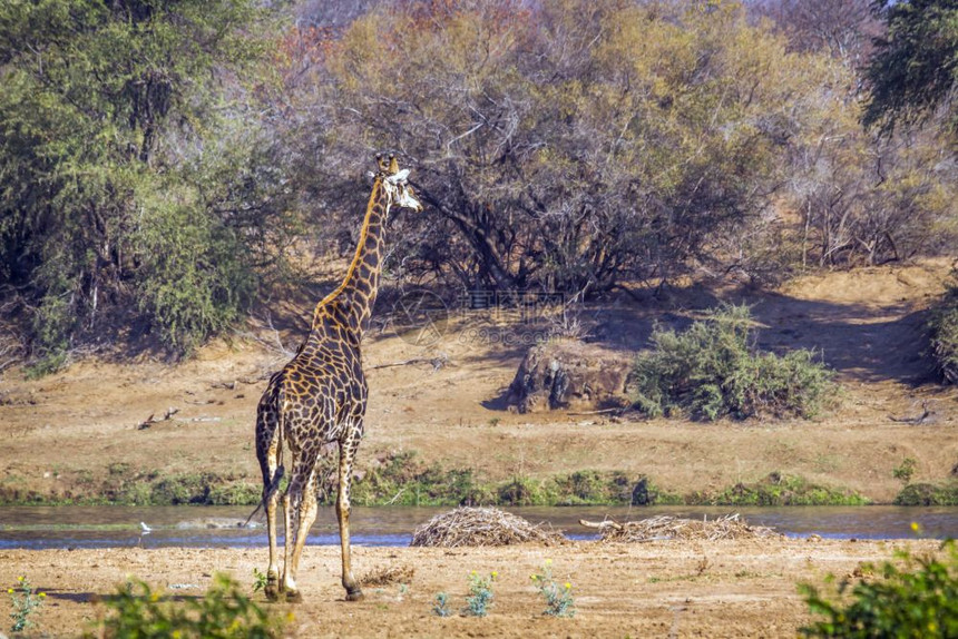 非洲南部kruge公园的长颈鹿家庭图片