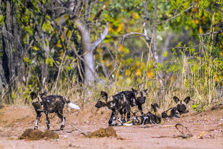 非洲公园的野狗兽群图片