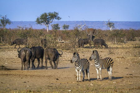 位于非洲南部Kruge公园的平原斑马高清图片