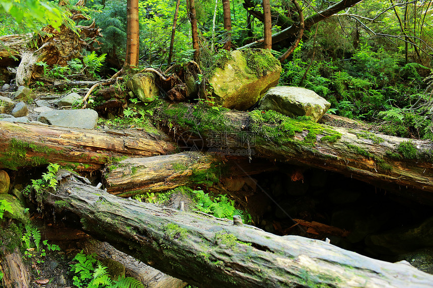 山地覆盖岩石和落下的树木山地覆盖了古老的林地山覆盖了岩石和落下的树木图片