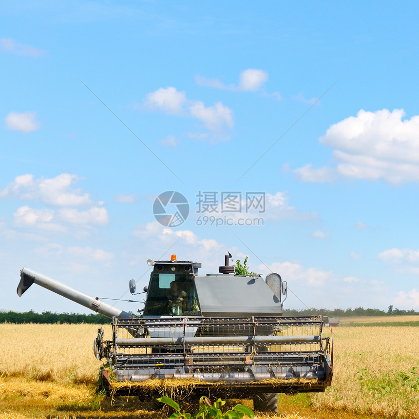 收割机黄金成熟的小麦田农业图片