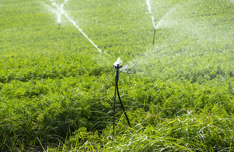 用胡萝卜浇灌的溉喷洒器在大胡萝卜农场蓝色的天空高清图片