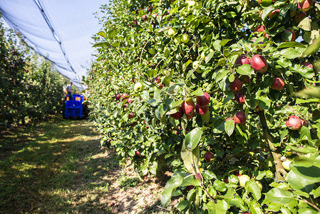 在大型工业苹果园收获摘的机器通过自动配方种植和收获苹果的概念阳光明媚的一天农场红苹果当代农场背景图片
