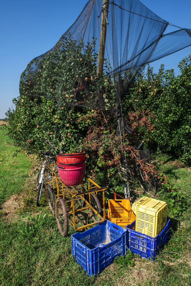 苹果农场的木箱在大果园收获苹阳光明媚的一天工业化生长的苹果树图片