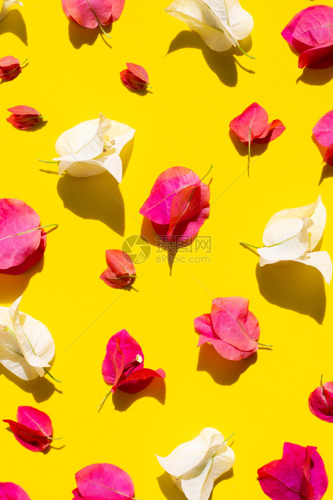 美丽的红色和白色的三角梅花在黄色的背景上顶视图图片