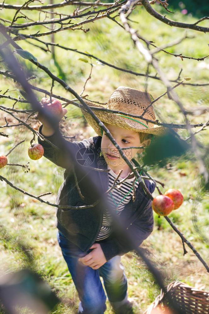 带着帽子摘树上新鲜有机苹果的可爱快乐孩子肖像图片