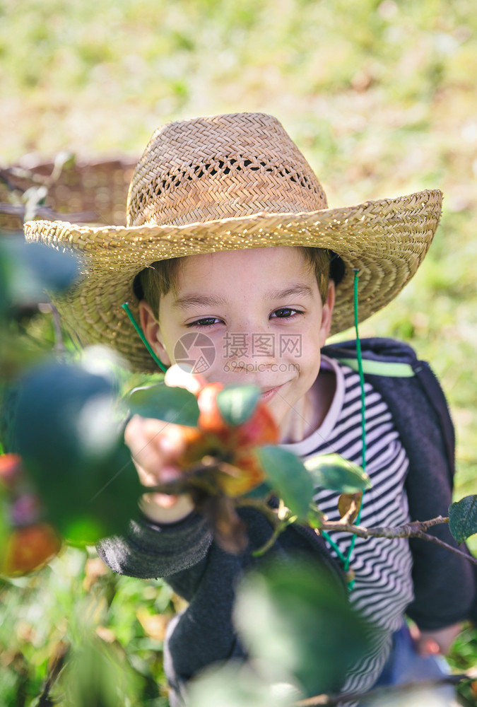 从树上摘取新鲜有机苹果的帽子自然与童年概念图片