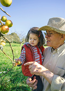 带着帽子的老人在阳光明媚的秋天采摘新鲜有机苹果图片