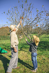 拿着木棍男孩祖父母和孙辈们闲暇时间概念老人和小孩用木棍摘苹果背景