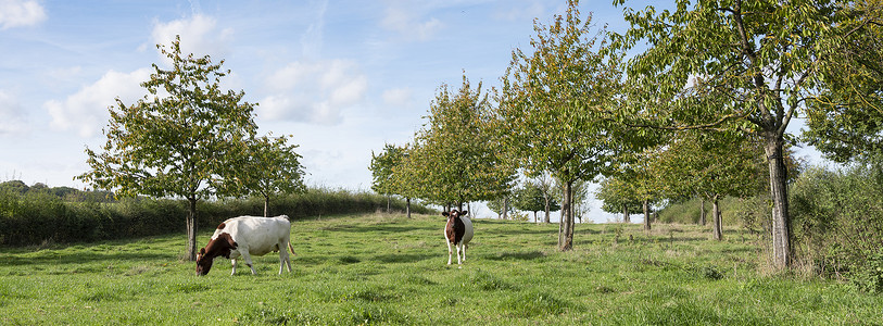 两头红奶牛在果园里放牧图片
