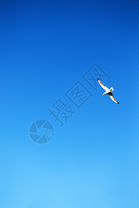 蓝天背景的海鸥图片