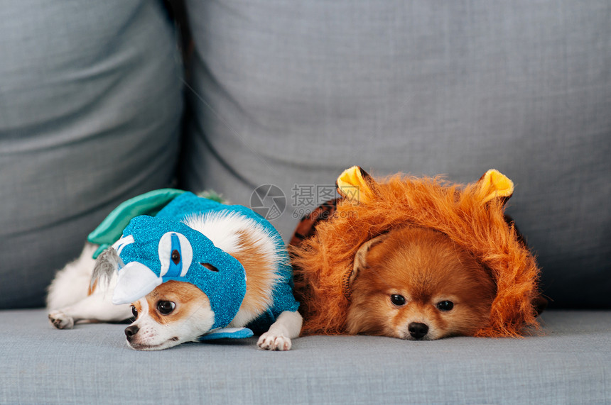 小狗穿着花哨的衣服躺在沙发上图片