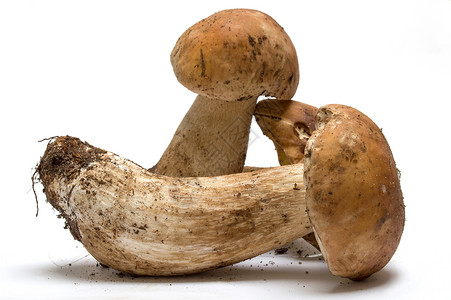 白底的黑西尼蘑菇背景图片