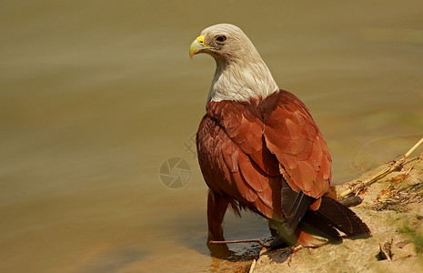 红色鹰光亮的风筝利阿图尔印度河拉巴格班加洛卡纳塔因迪亚背景