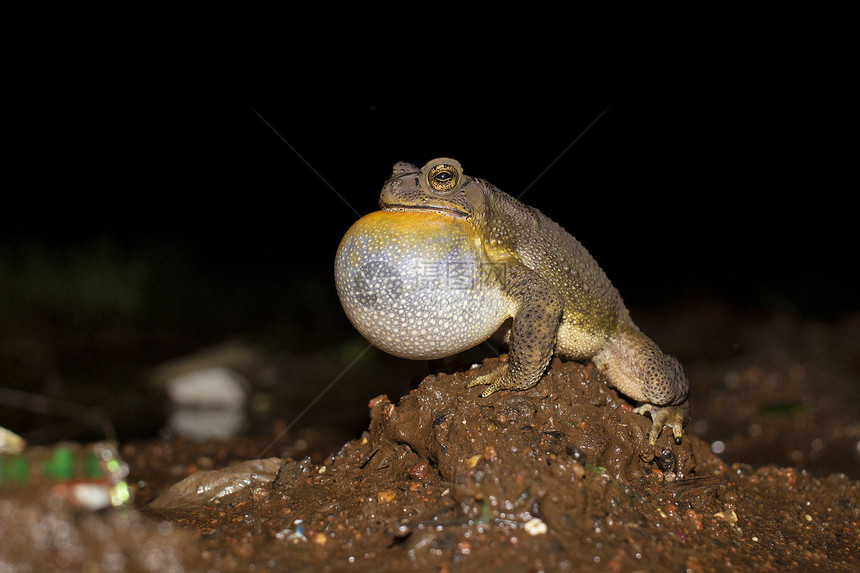 亚丁二甲基苯丙烯酯或俗称的亚胺共青蛙雄咀嚼印地安那图片